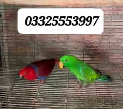Eclectus