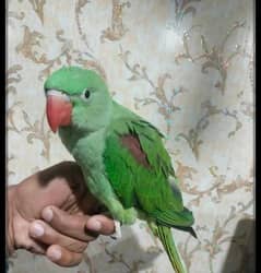 Kashmiri raw parrot