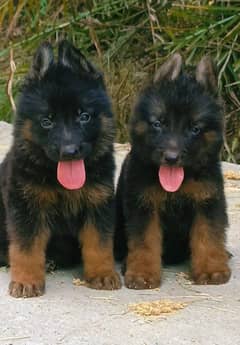 German shepherd puppies Double Coatmy WhatsApp number 0331 9289880