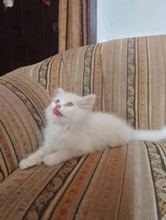 male Persian kitten