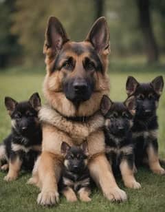 German shepherd puppies Double Coatmy WhatsApp number 0331 9289880