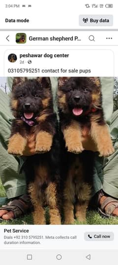 German shepherd puppies Double Coatmy WhatsApp number 0331 9289880