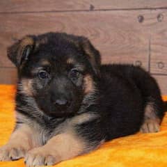 German shepherd puppies Double Coatmy WhatsApp number 0331 9289880