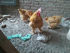 golden buff chicks