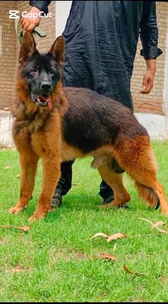 German Shepherd long coat male 12 mahine age for sale