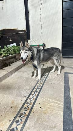 Siberian