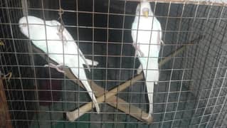 Red eyes white pair for sale