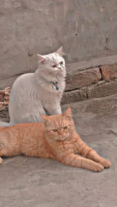 Persian cats 2 pairs