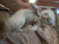 female and male kittens available