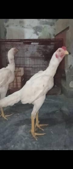 Aseel MURGA