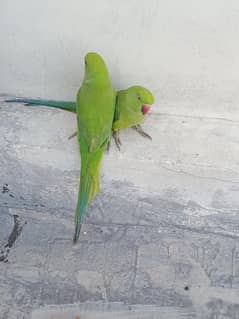 green parrot