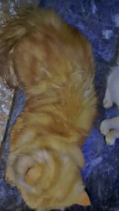 male cat 1.5 months