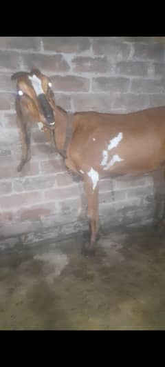 nagri
