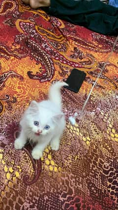Persian kitten/ triple coated/ blue eyes / 03247627801