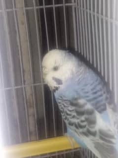 budgie