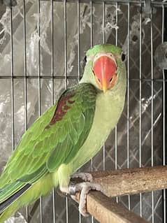 wildlife certified RAW for Sale