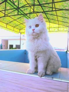 male cats for sale