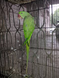 Raw parrot for sale.