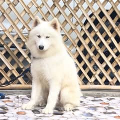 Pure white husky