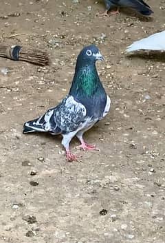 Super quality pigeons kabotar