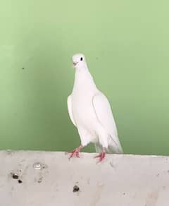 Super