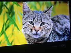 TCL 50inch 4k Ultra HD android LED TV