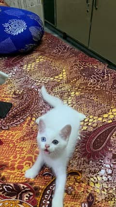 Persian kitten / Double Coated / Odd Eyes / 03187020013