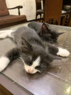 Persian cat 1 month baby