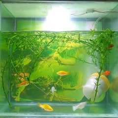 Fish Aquarium
