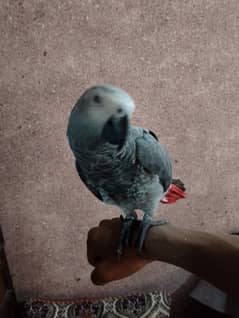 African Gray Full Taime Male For Sale 03315007315
