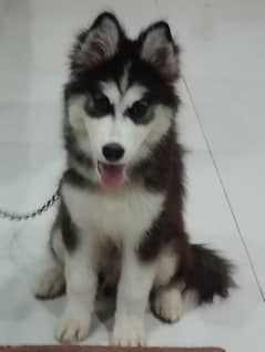 Husky for sale triple coat very rare