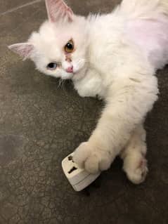 Persian cat