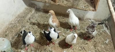 pigeons