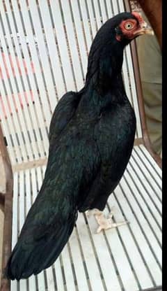 mianwali aseel