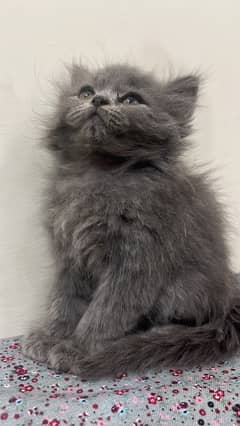 Grey