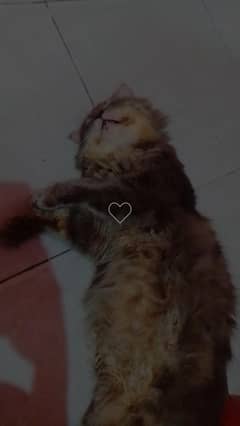 cat four sale triple coated hai