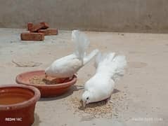 Laka pair kabooter
