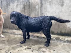labrador female active healthy friendly well trained