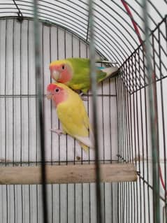 Lotino _ lovebird