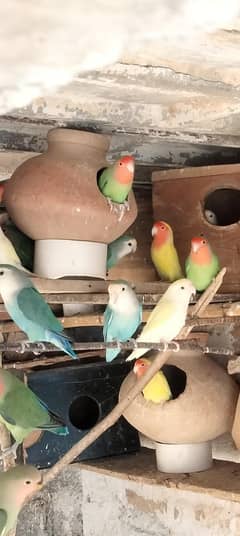 2500 breeder pairs hy 35 to 40 pairs
