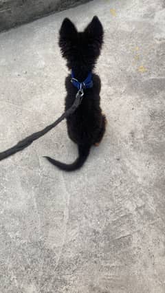 Black n Tain stock long coat Pedigree female