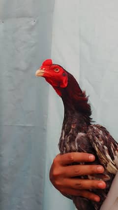rampori