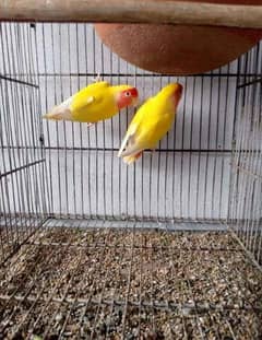 Albino lutino violet breeder pair