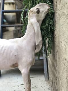 Dumba sheep