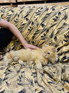 Persian Cats Pair