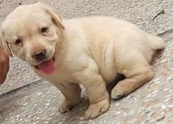 British Labrador Female Pedegiree Pup 03134111831
