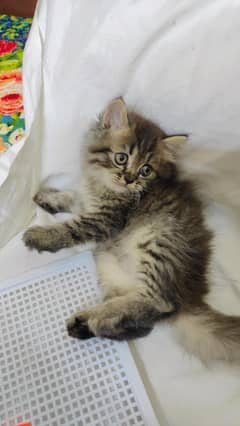 Adorable