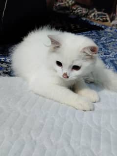 cute cat for sale