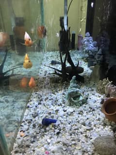 Fish Aquarium