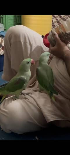 کشمیری را جوڑا ہینڈ ٹیم بولنے والے م